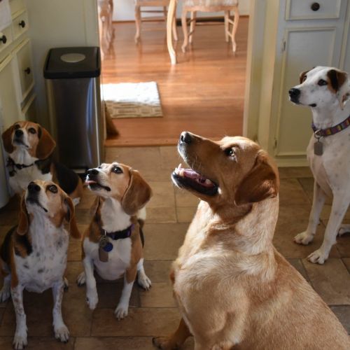 lucia  castaneda jimenez